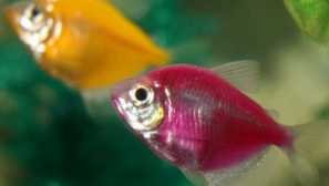 Ako odlíšiť ženu od mužského tŕňa?